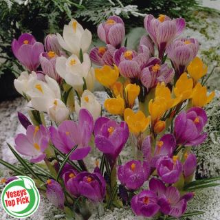 Snow Crocus Mix Thumbnail